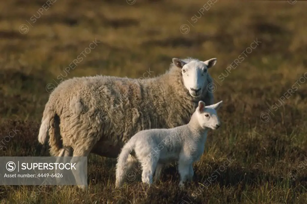 Scottish sheep with lamb, Scotland, Great Britain