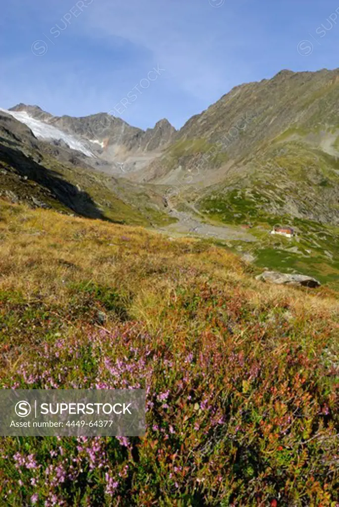 erica with view to hut Sulzenauhuette and glacier Sulzenauferner, Stubaier Alpen range, Stubai, Tyrol, Austria