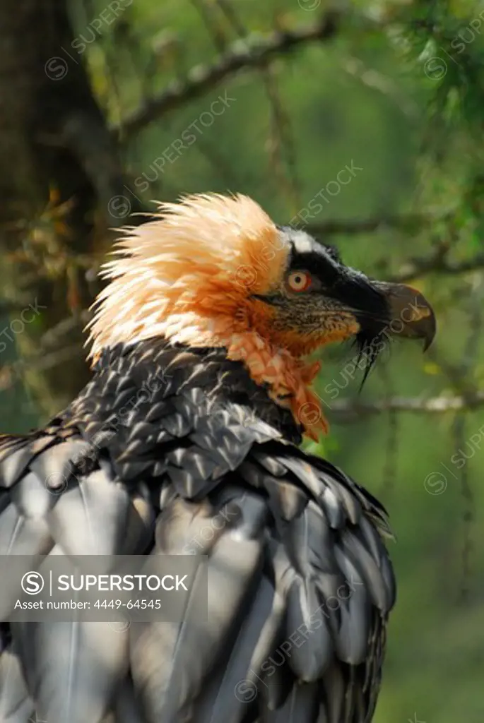 Lammergeier, Bearded Vulture, Gypaetus barbatus