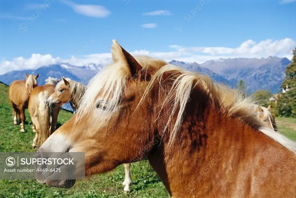 Haflinger horses on an alpine meadow, South Tyrol, Italy, Europe