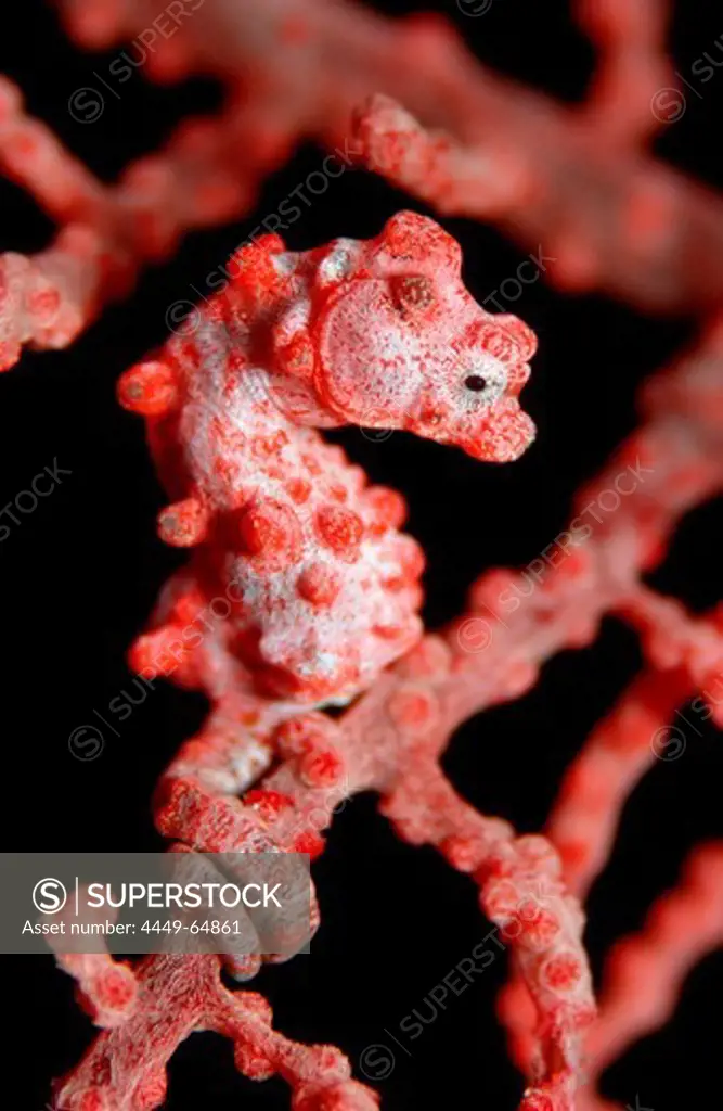 pygmy seahorse, Hippocampus bargibanti, Indonesia, Bali, Indian Ocean