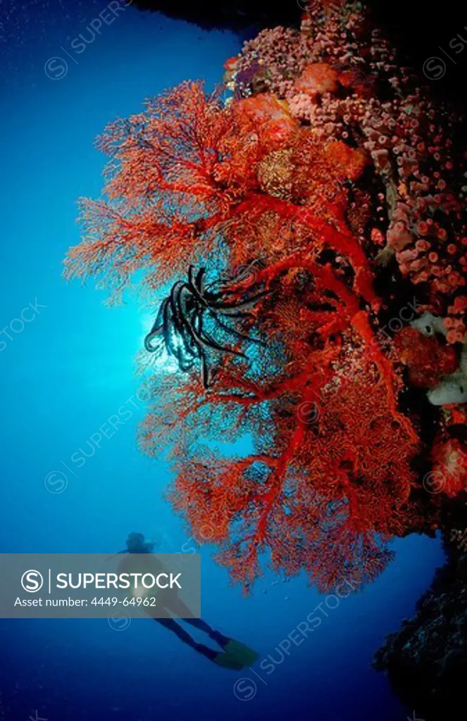 Scuba diver and coral reef, Indonesia, Bali, Indian Ocean