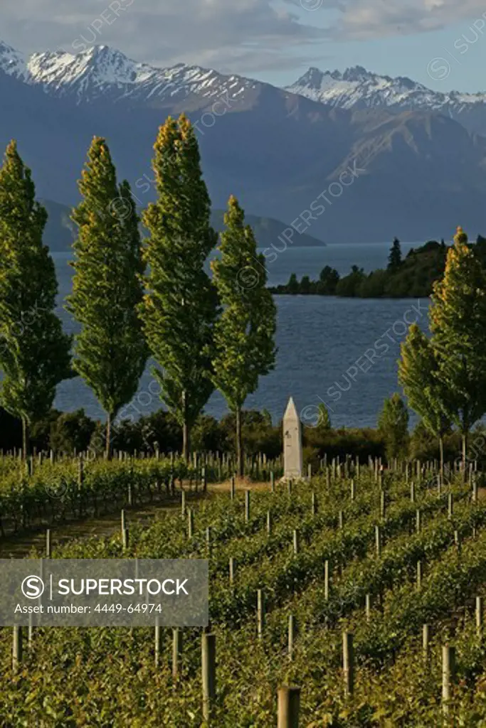 Rippon Vineyards on shores of Lake Wanaka, Otago, South Island, New Zealand, Oceania
