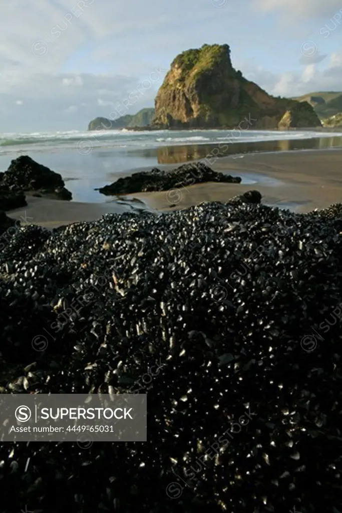 View over Piha surf beach on the Lion Rock, beach famous for surfing, west coast near Auckland, North Island, New Zealand