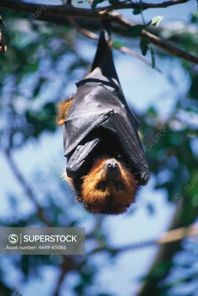 Flying fox hanging on a branch, Casela Bird Park, Mauritius, Africa