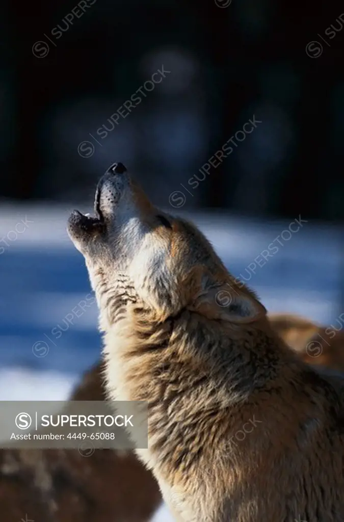 Howling wolf, Mammal, Animal