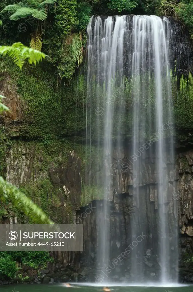 Millaa Millaa Waterfall, rainforest, Atherton Tablelands, Queensland, Australia