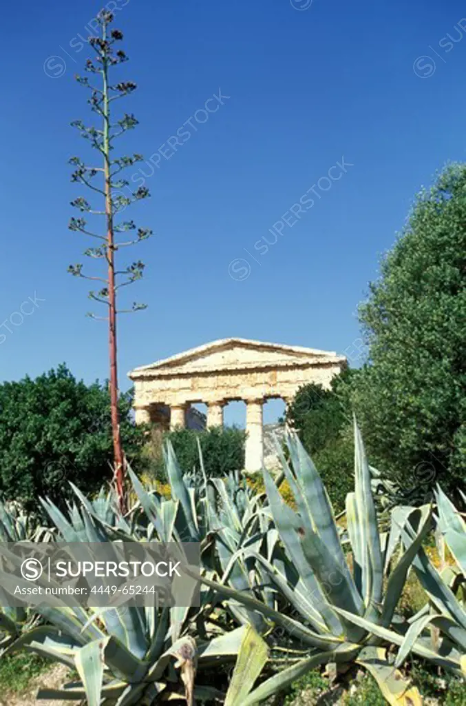 Ruins of a temple under blue sky, Segesta, Sicily, Italy, Europe