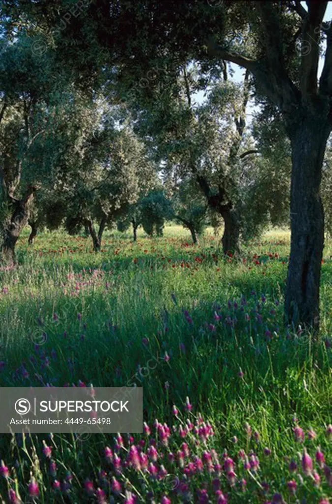 Olive grove and flower meadow, Turkey