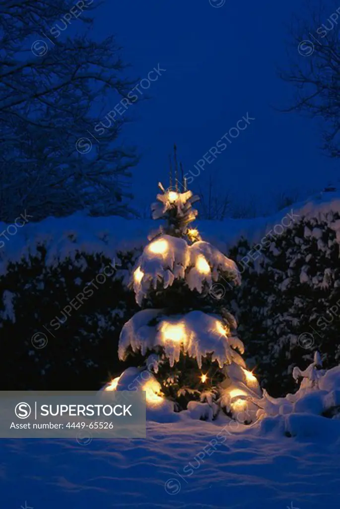 Fir tree with Christmas lighting, winter landscape