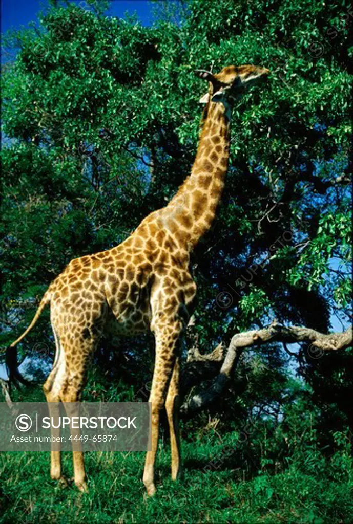 Giraffe eating leaves at Kruger National Park, Transvaal, South Africa, Africa