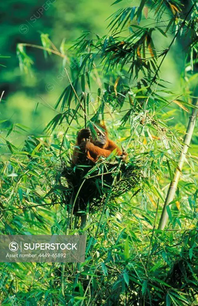 Orang-Utan building his nest, Gunung Leuser National Park, Sumatra, Indonesia, Asia