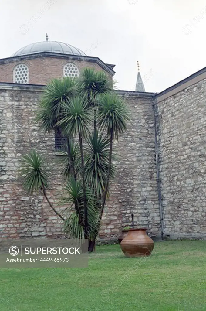 Palm tree in front of Wall, garden of Topkapi, Istanbul, Turkey