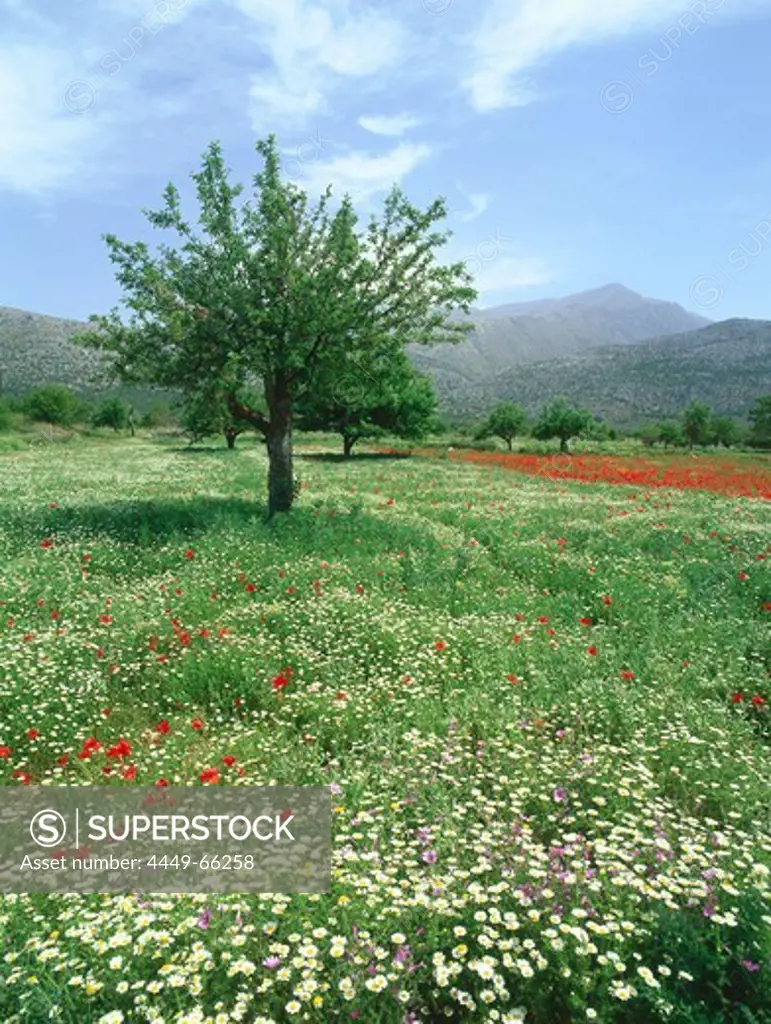 Blooming flower Meadow, Dikti Mountains, Lassithi Plateau, Crete, Greece