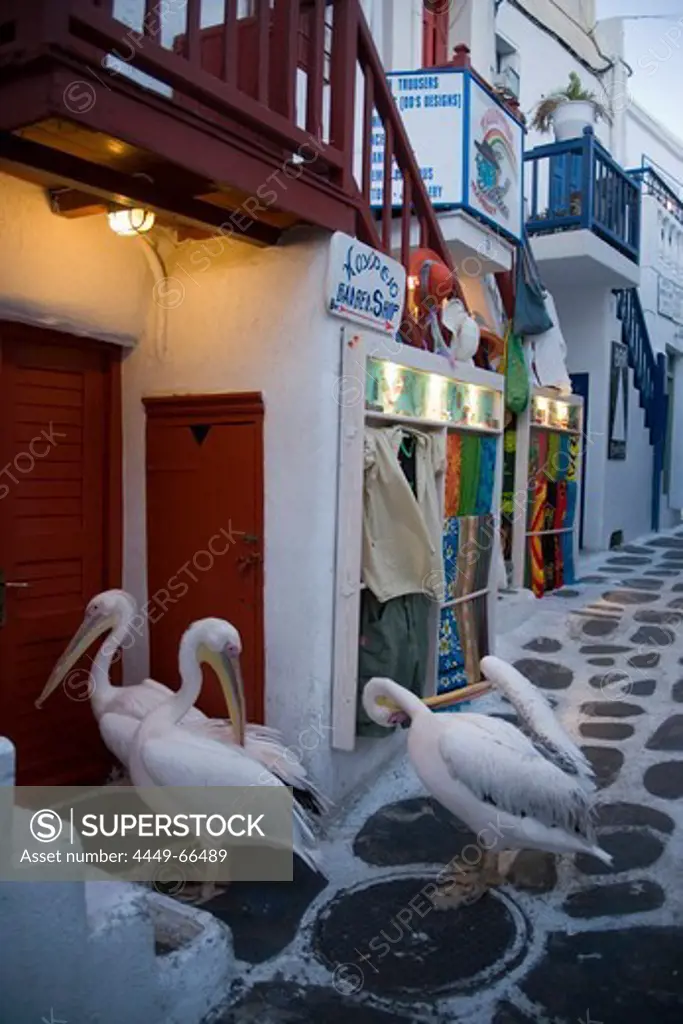Pelicans, Mykonos town, Mykonos, Greece