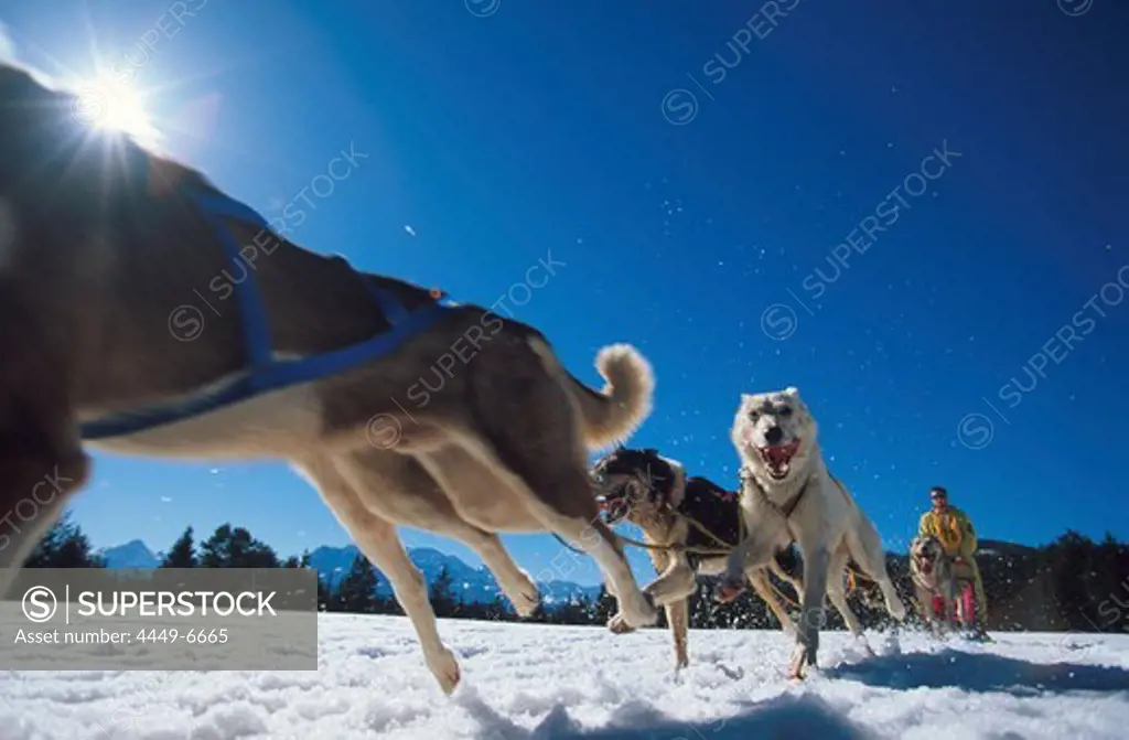 Dog Sledge, Lappland, Sweden