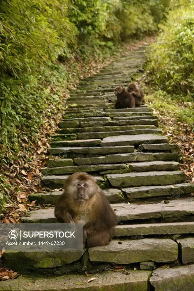 path and stairs, thieving monkeys, Mountains, Emei Shan, World Heritage Site, UNESCO, China, Asia