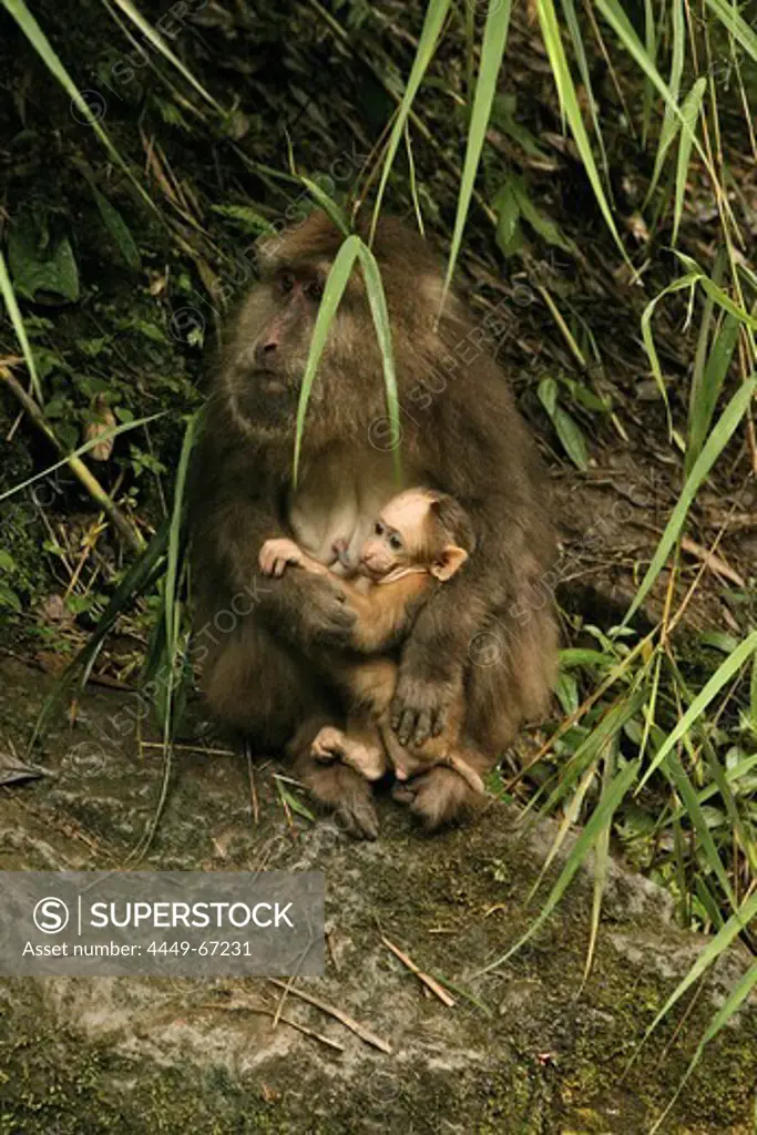 path and stairs, thieving monkeys, Mountains, Emei Shan, World Heritage Site, UNESCO, China, Asia