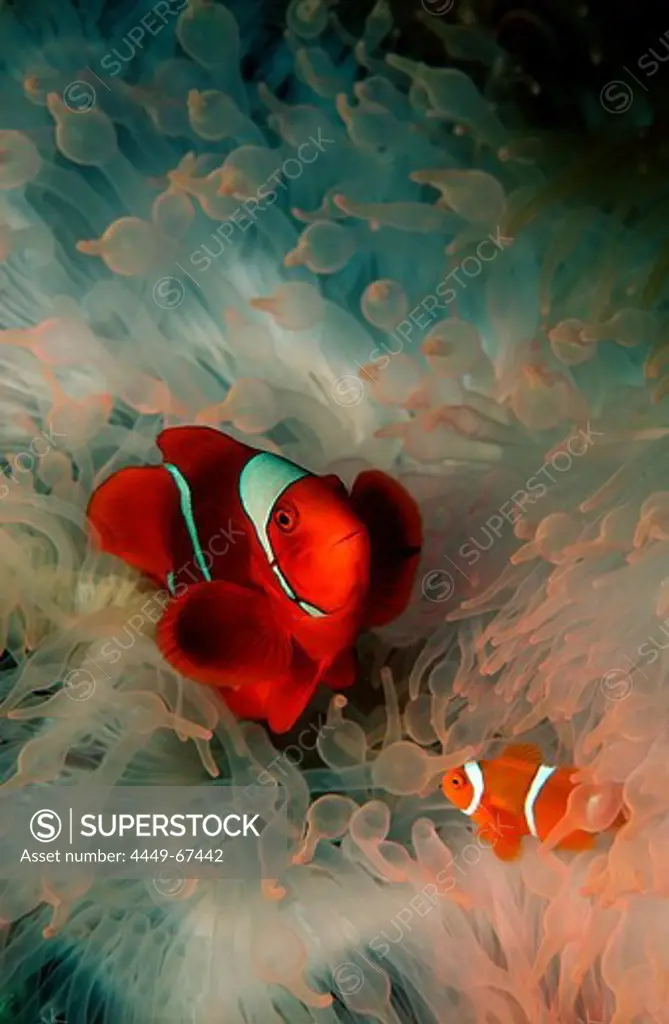 Two Spinecheek clownfish, Premnas aculeatus, Papua New Guinea, Pacific ocean