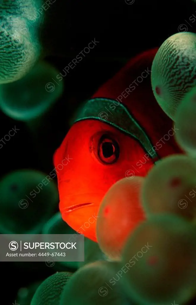 Spinecheek clownfish, Premnas aculeatus, Papua New Guinea, Pacific ocean