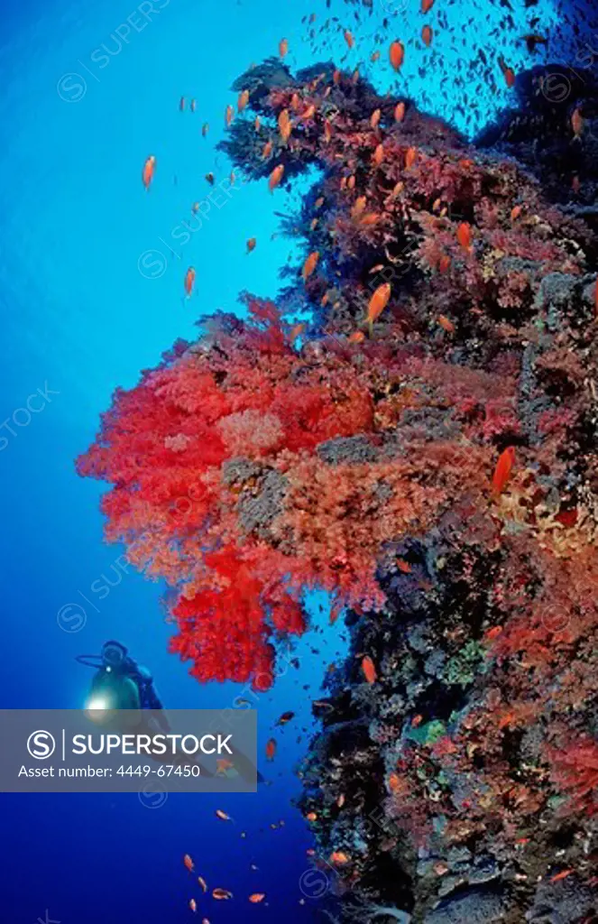 Taucher und Korallenriff mit roten Weichkorallen, Aegypten, Aegypten, Rocky Island, Rotes Meer|Scuba diver and reef with red soft corals, Egypt, Rocky Island, Red Sea