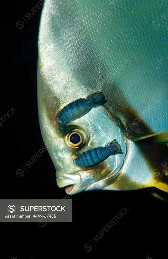 Isopods on Pinnate batfish, Platax pinnatus, Nerocila, Indonesia, Wakatobi Dive Resort, Sulawesi, Indian Ocean, Bandasea