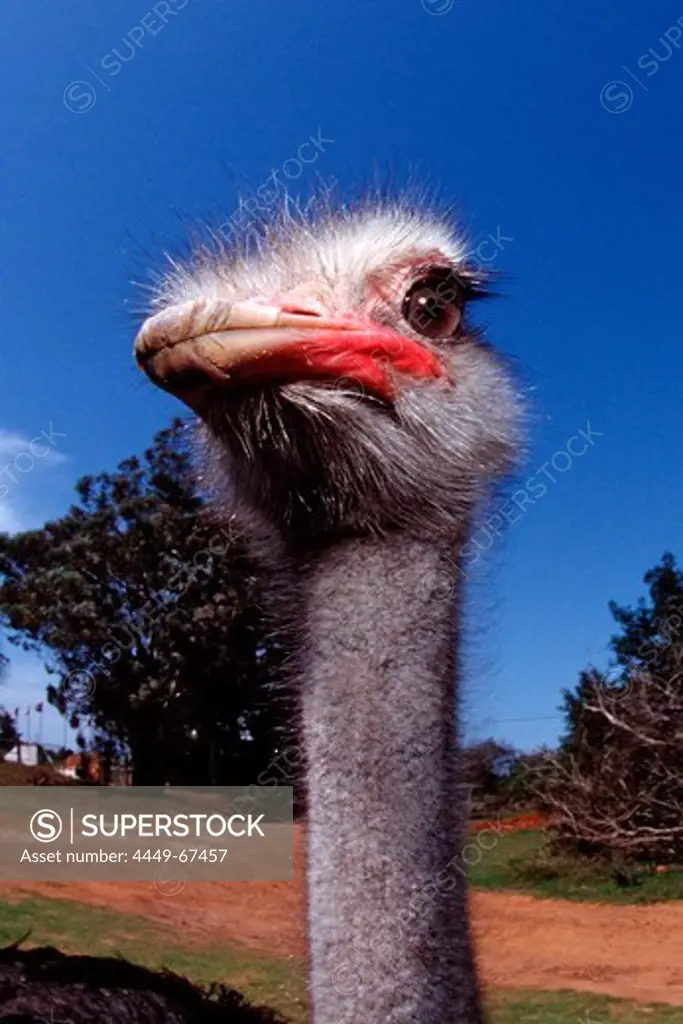 South African Ostrich, Struthio camelus australis, South Africa, Addo Elephant National Park