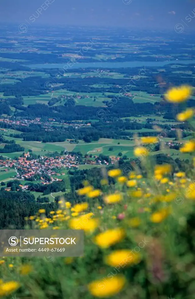 View to Grainbach and Lake Simssee with a sea of flowers, Chiemgau, Upper Bavaria, Bavaria, Germany