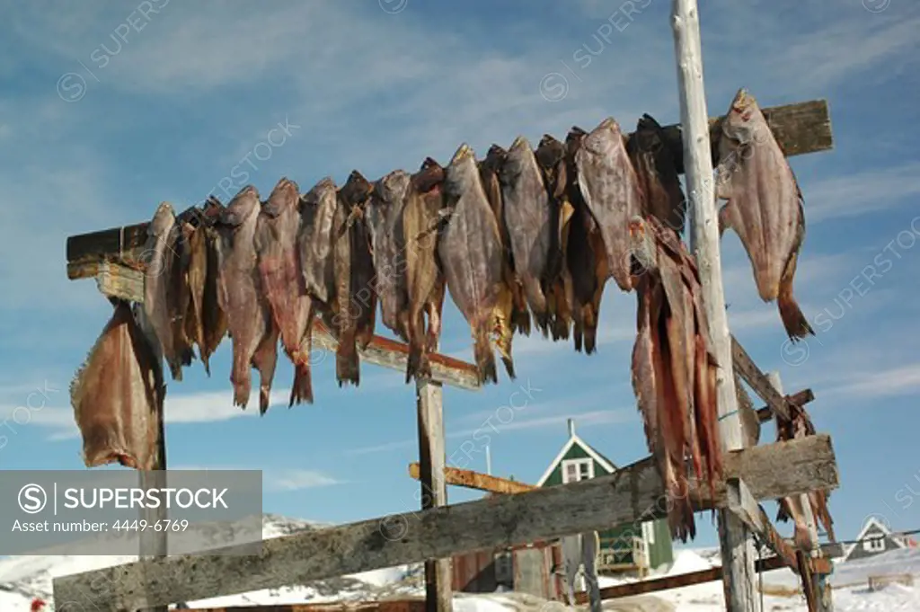 Dried fish, Fish hung up for drying, Ilimanaq, Klaushavn, Kaalalit Nunaat, Greenland