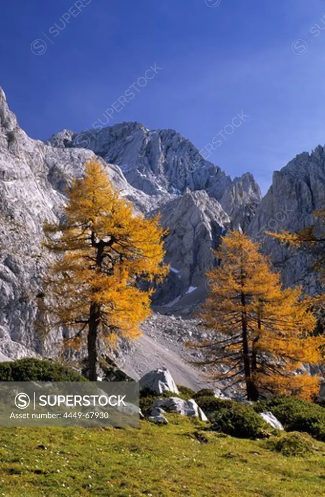 autumn colours of larches, Rinderfeld beneath Torstein, Dachstein range, Salzburg, Austria