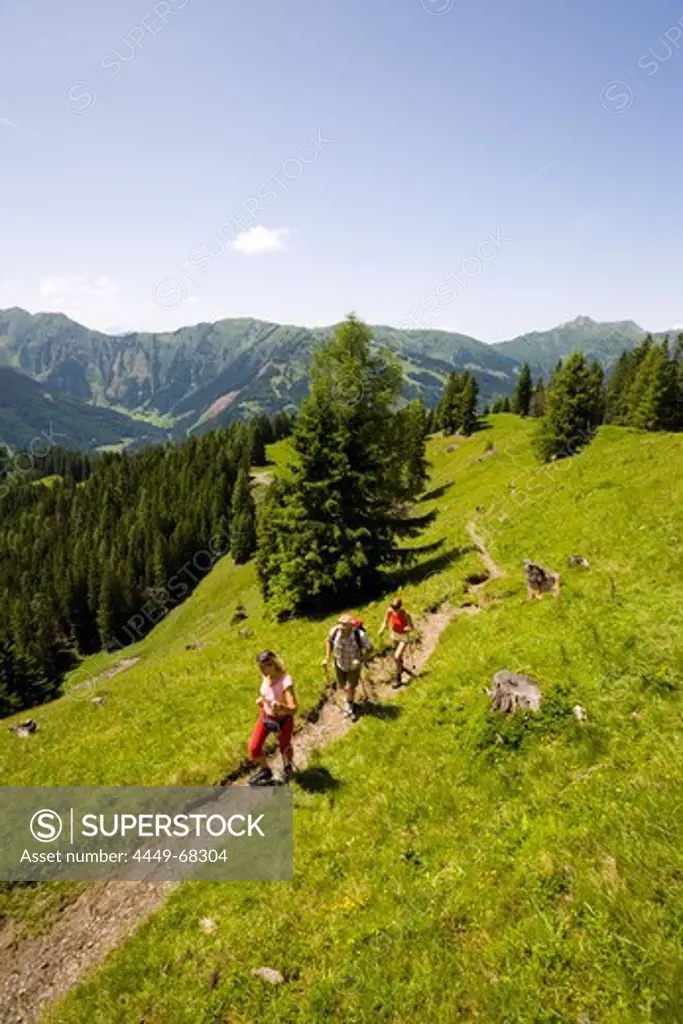 Three hikers walking uphill, Bichlalm (1731 m), Grossarl Valley, Salzburg, Austria