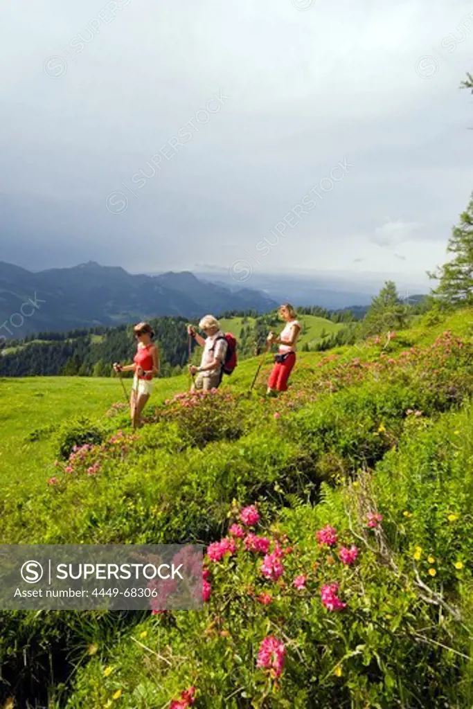 Three hikers walking over meadow with alpine roses, Grossarl Valley, Salzburg, Austria