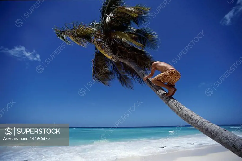 Man climbing on a palm tree, Barbados, Caribbean, America