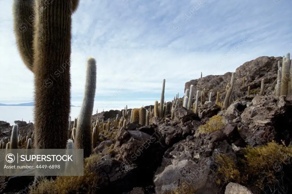 Rocky landscape with cacti, Isla Pescado, Salar de Uyuni, Bolivia