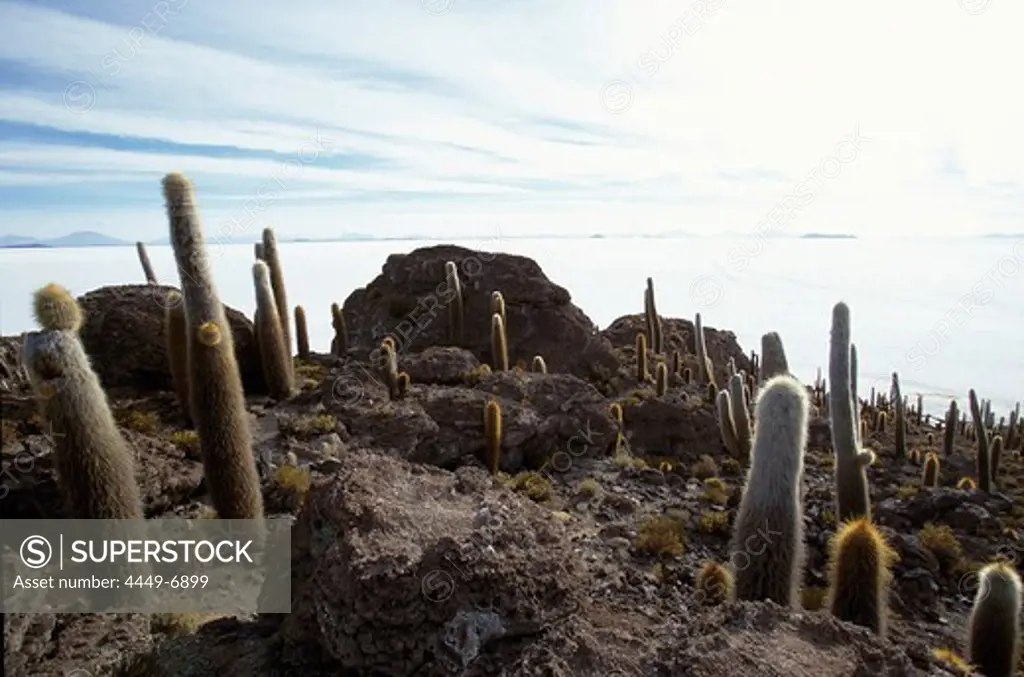 Cactuses in the sunlight, Isla Pescado, Salar de Uyuni, Bolivia, South America, America