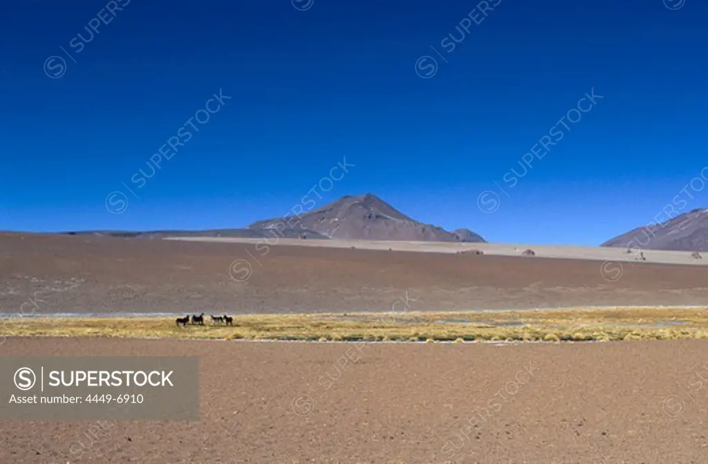 Laguna Colorada, a shallow salt lake in the southwest of the altiplano, Bolivia