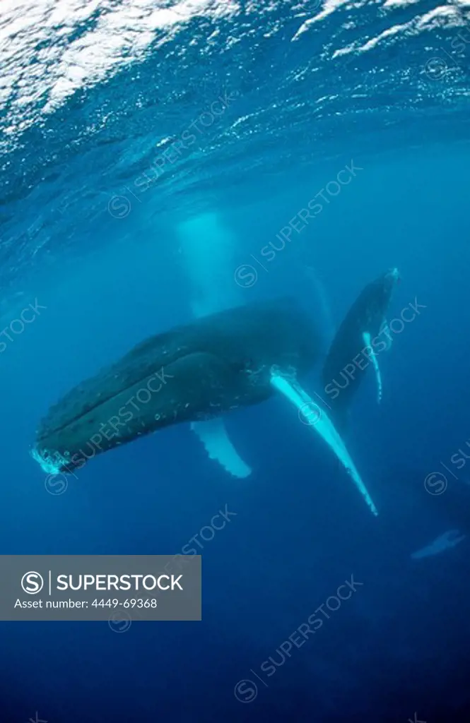 Humpback whale, mother and calf, Megaptera novaeangliae, Tahiti, French Polynesia, Rurutu, Pacific Ocean