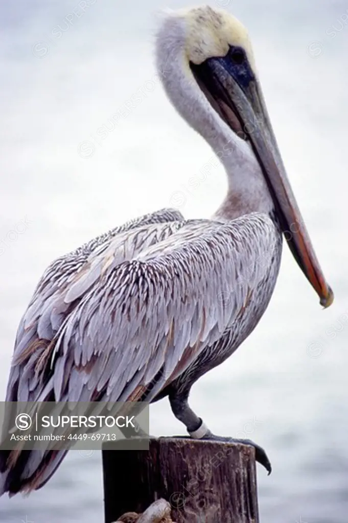 Pelican, South Beach, Miami, Florida, USA