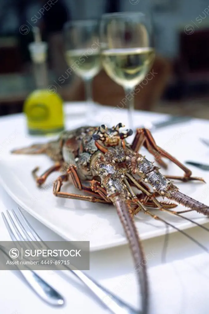 Florida spiny lobster (Panulirus argus), Restaurant Mark's South Beach, South Beach, Miami, Florida, USA