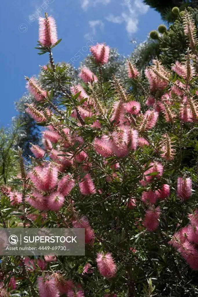 Flowering Bottlebrush Tree, Callistemon John Mashlan, Christchurch Botanic Gardens, Hagley Park, Christchurch, South Island, New Zealand