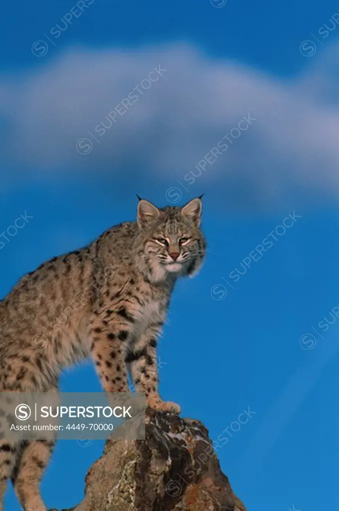 Bobcat, Lynx rufus, North america, America
