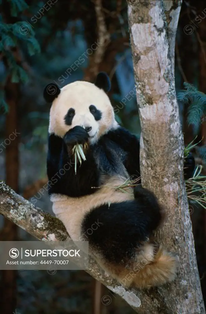 Great Panda eating bamboo, Ailuropoda melanoleuca, Wolong Valley, Wenchuan, Sichuan, Himalaya, China, Asia