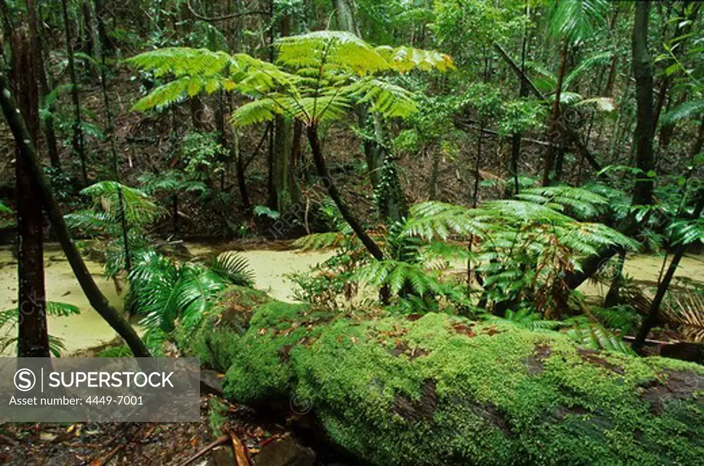 Wanggoolba Creek, rainforest, Fraser Island, Queensland, Australia