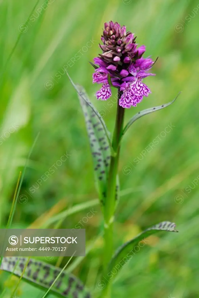 Orchid, Dactylorhiza maculata