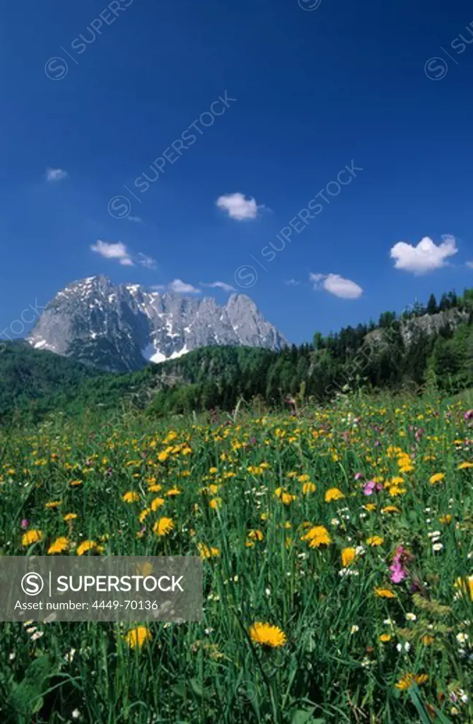 sea of dandelion with Maukspitze and Laercheck, Wilder Kaiser range, Kaiser range, Tyrol, Austria