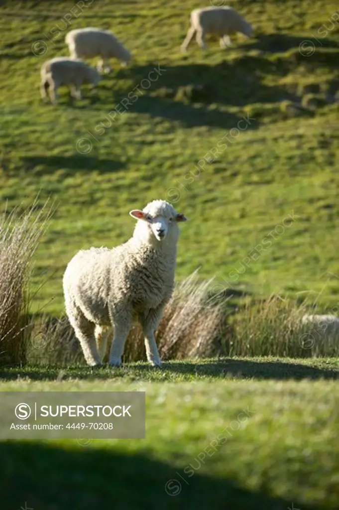 Sheep, grazing sheep, farmland near Puponga, Golden Bay, northern coast of South Island, New Zealand