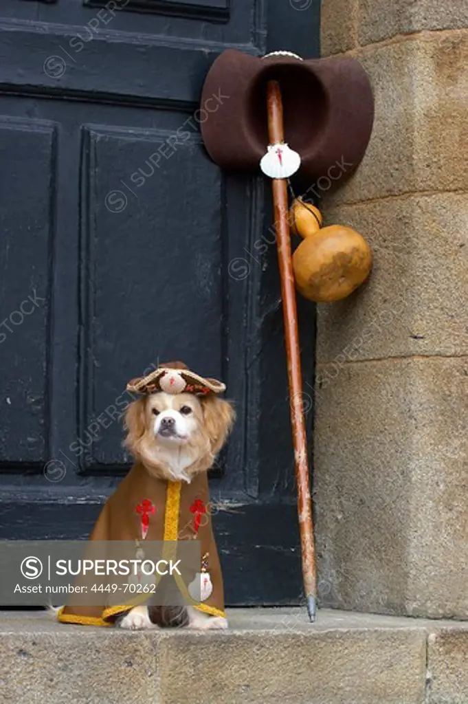 Dog in pilgrim dress, Praza do Obradoiro, Santiago de Compostela, Galicia, Spain