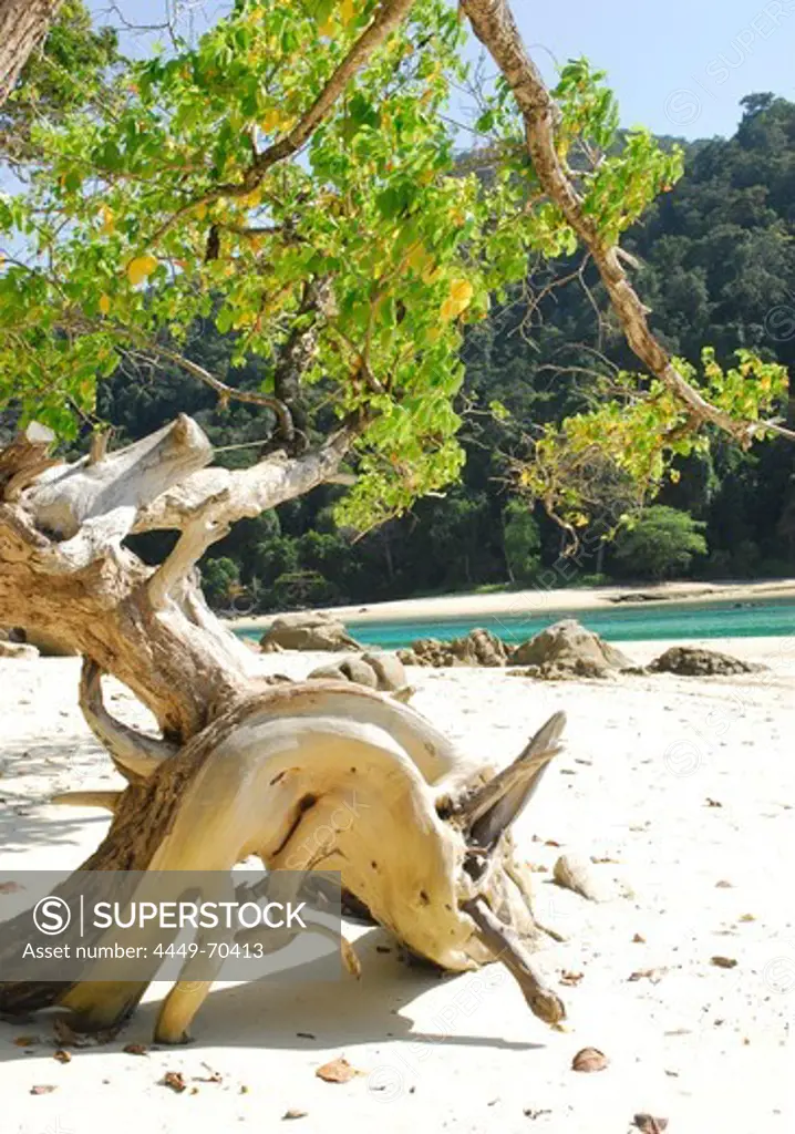 Driftwood on the beach at Surin Islands Marine National Park. headquarters Ko Surin, Phang Nga, Thailand