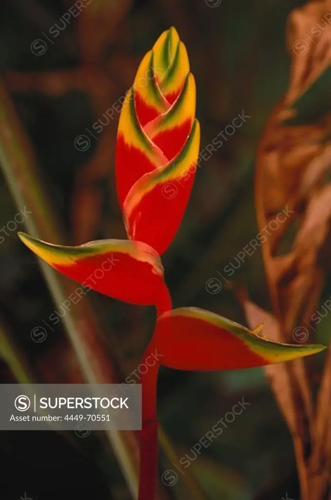 Heliconia flower, Subtropical Rainforest, Iguacu Waterfalls, Misiones, Argentina, South America