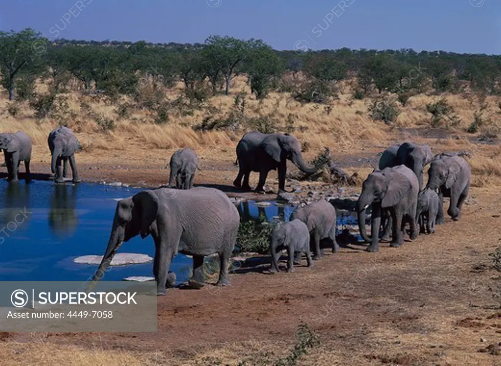 Elephants at a waterhole, Etosha National park, Namibia, Africa